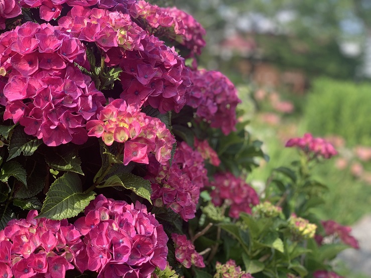 赤系の紫陽花